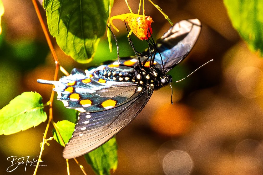 20250917-New River Gorge Hiking -28.jpg