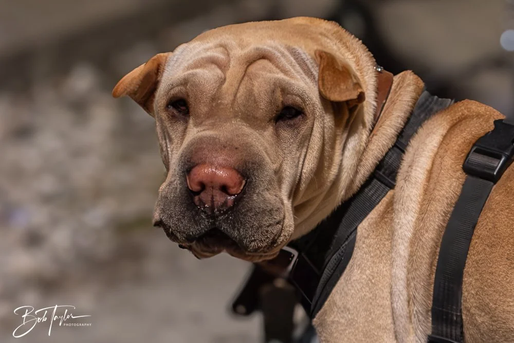 20250214-20250214-The Dive Mind Plays -31.jpg