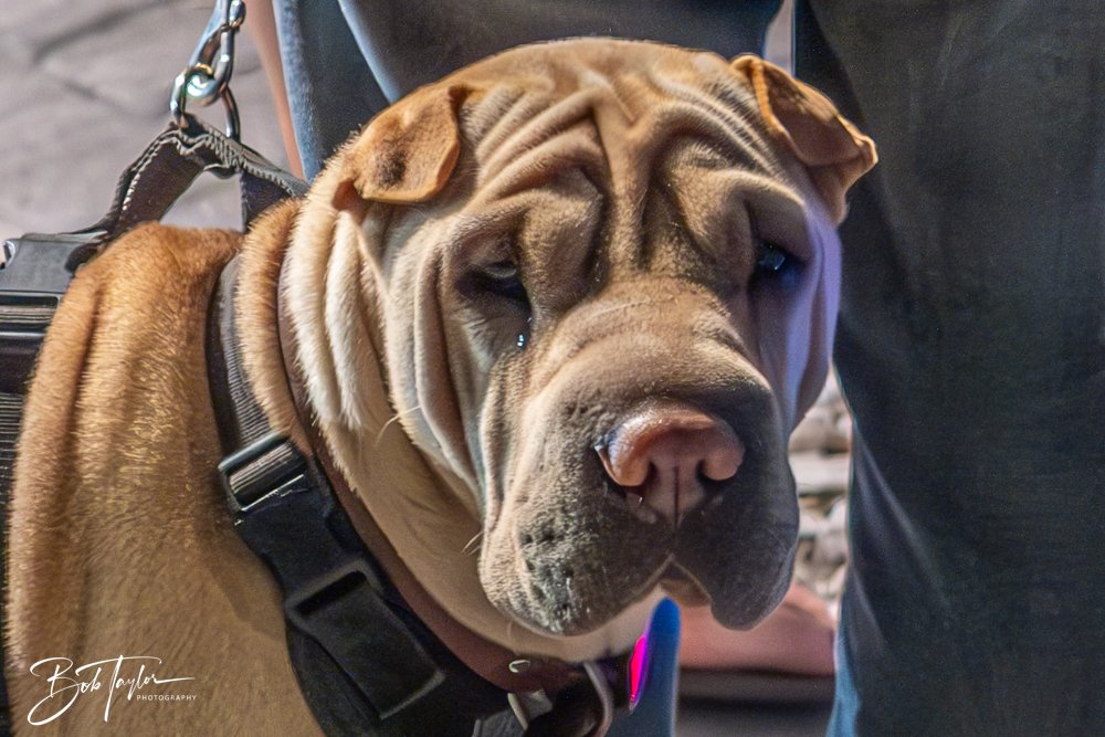 20250214-20250214-The Dive Mind Plays -45.jpg