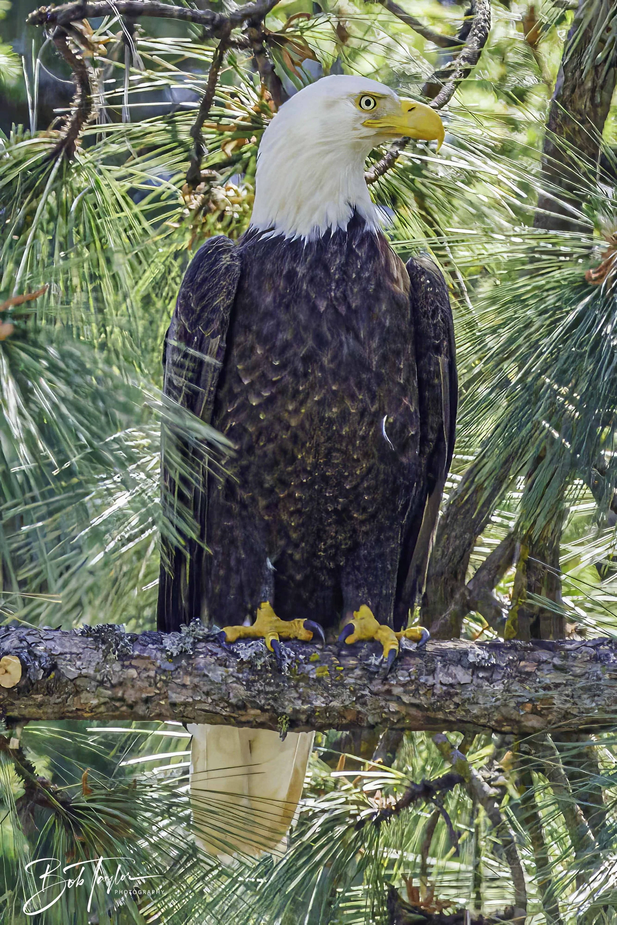 Grass Valley Eagle 4x5 Web--4.jpg