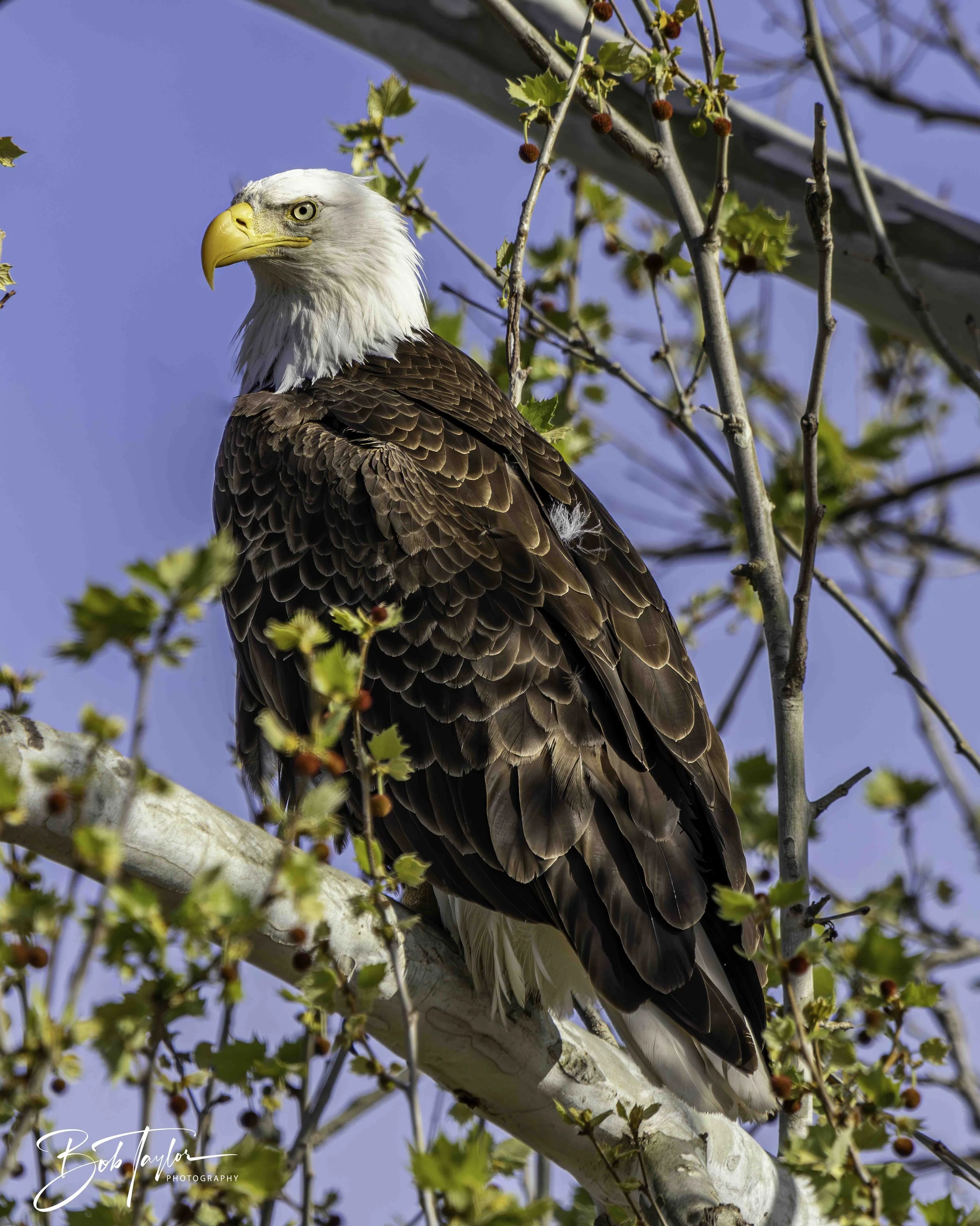 2-Table Lake Eagles 4x5 Print--5-topaz-web.jpeg