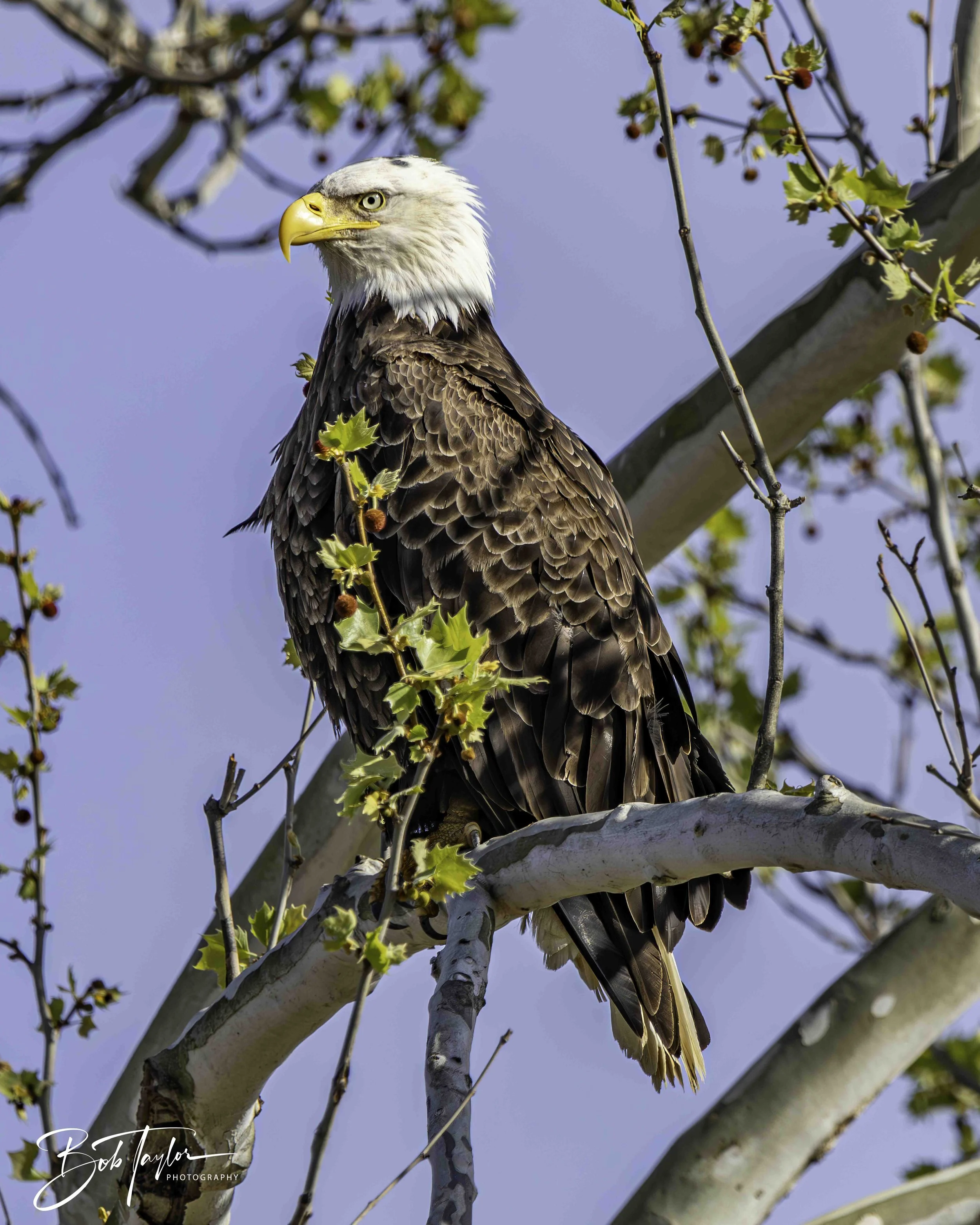 2-Table Lake Eagles 4x5 Print--3-topaz-web.jpeg