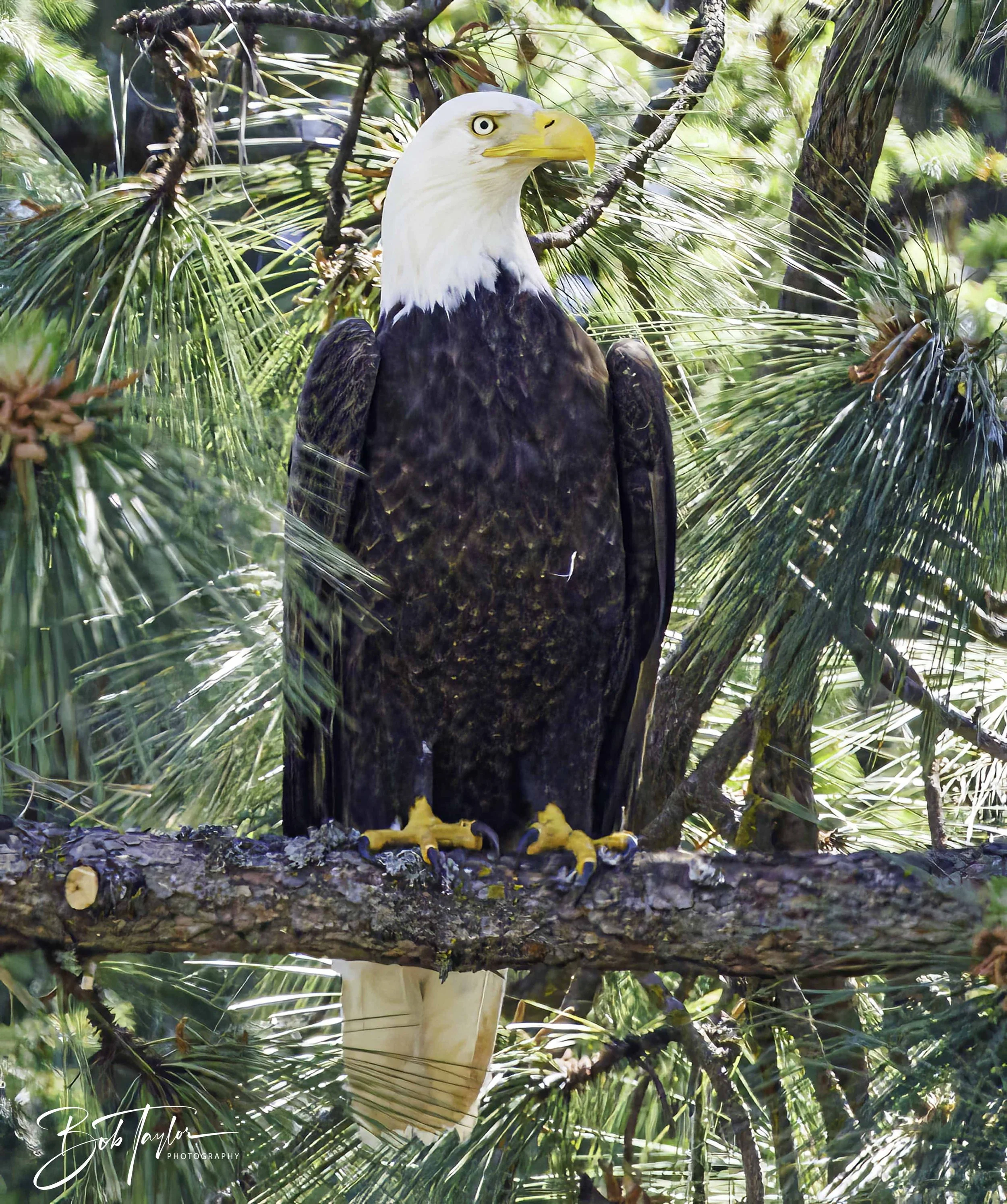 Grass Valley Eagle 4x5 Web--6.jpg