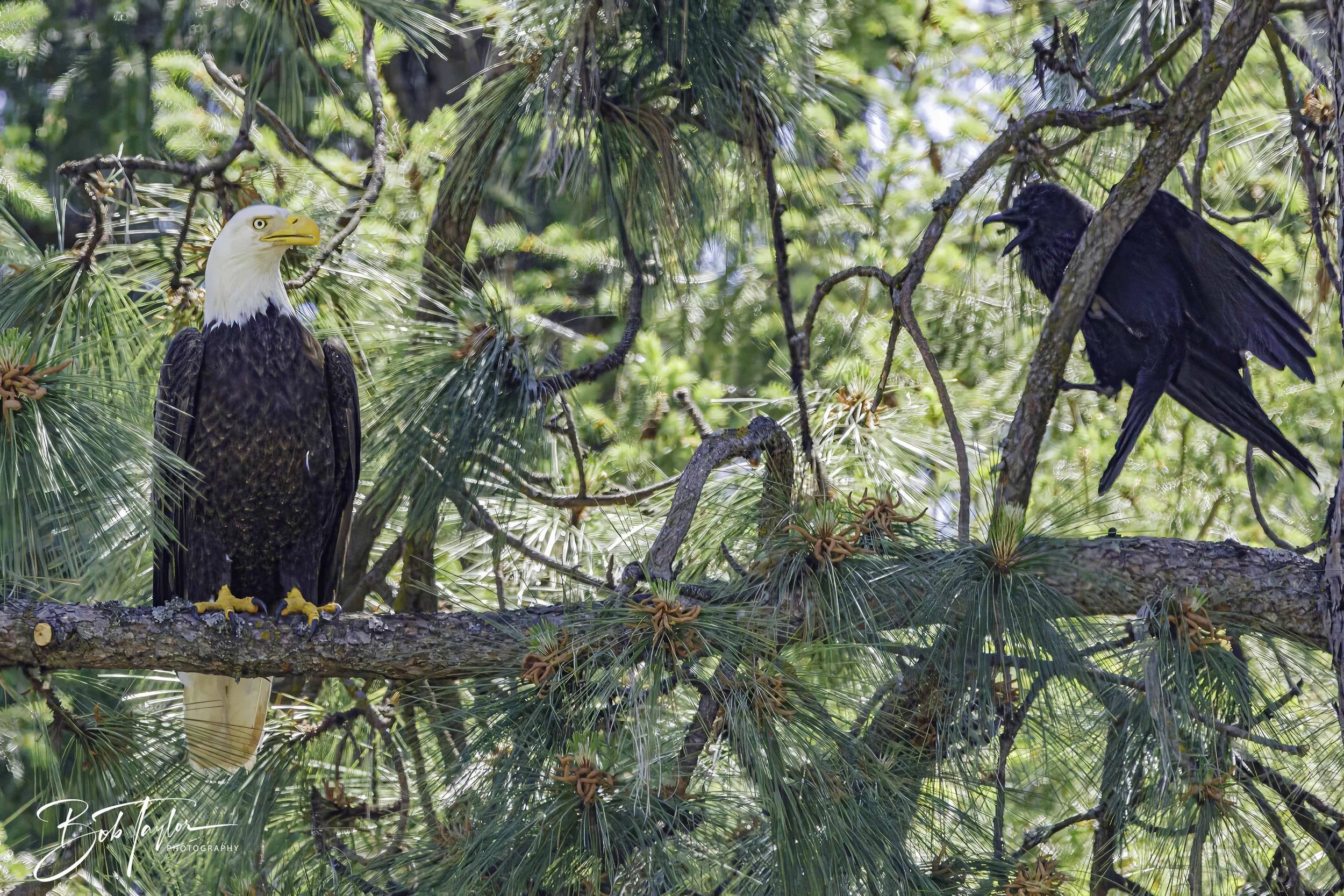 Grass Valley Eagle 4x5 Web--5.jpg