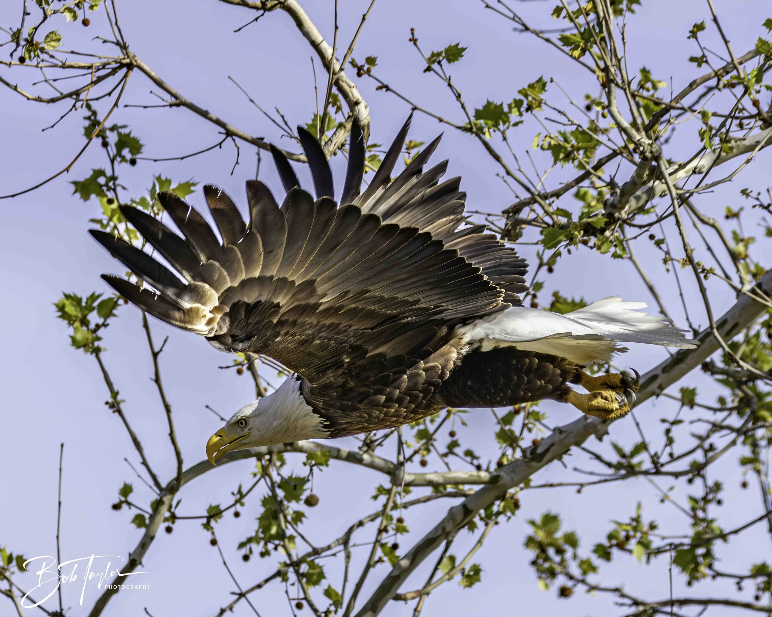 2-Table Lake Eagles 4x5 Print--11-topaz-web.jpeg