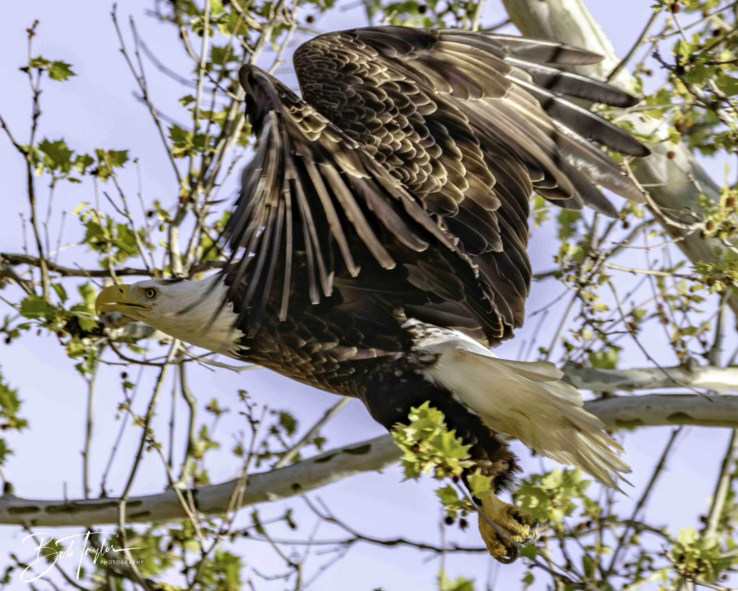 2-Table Lake Eagles 4x5 Print--10-topaz-web.jpeg