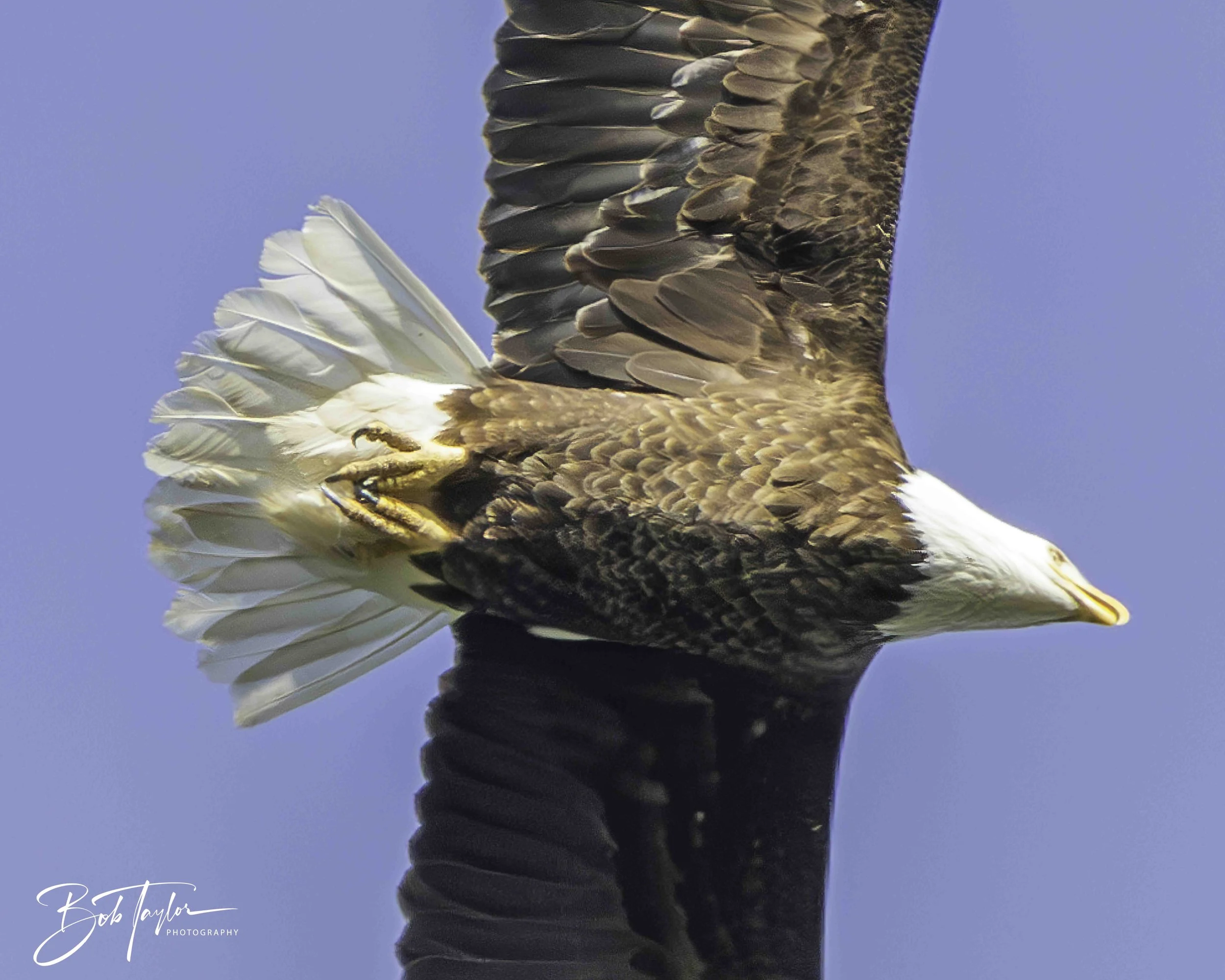 2-Table Lake Eagles 4x5 Print--13-topaz-web.jpeg