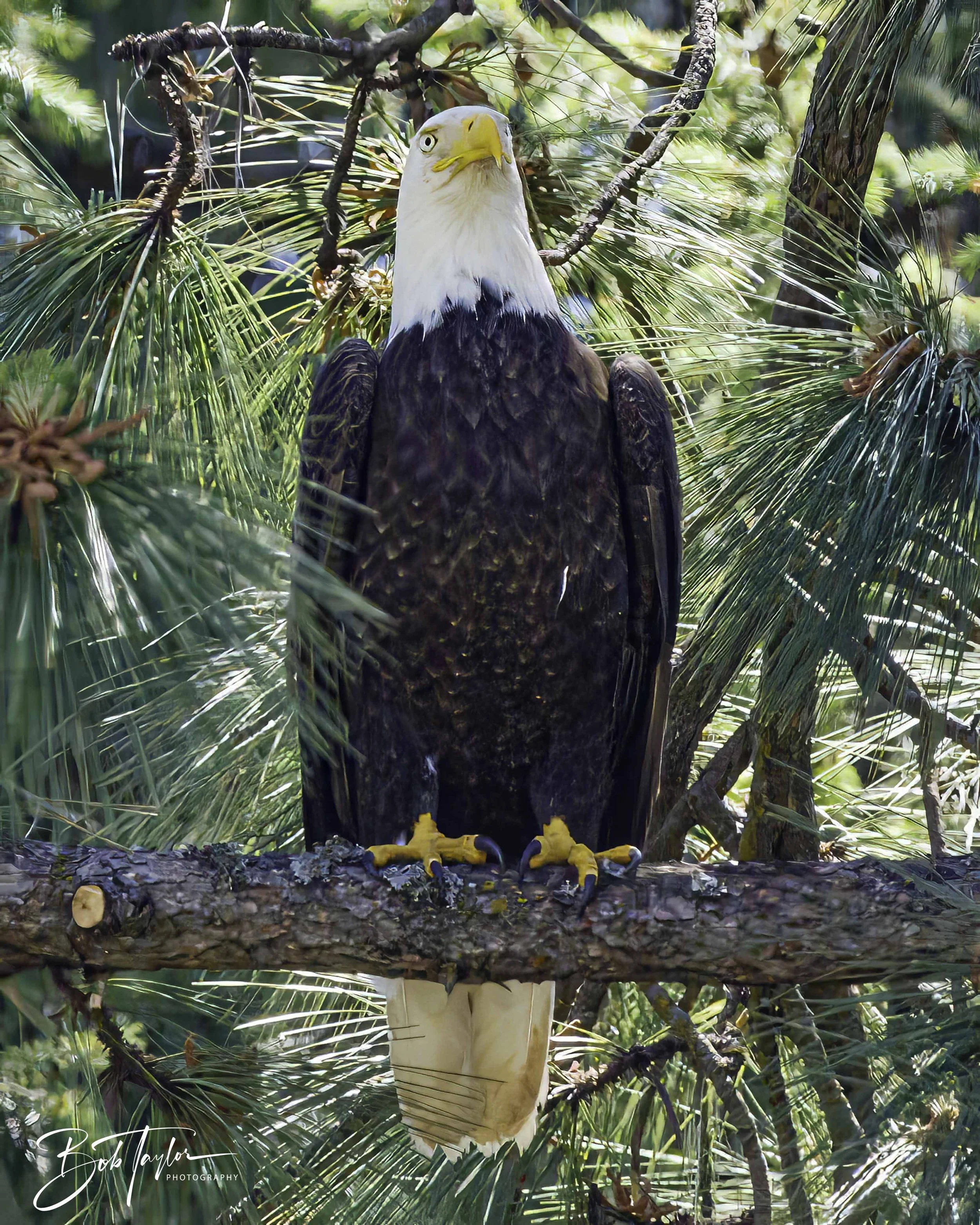 Grass Valley Eagle 4x5 Web--2.jpg