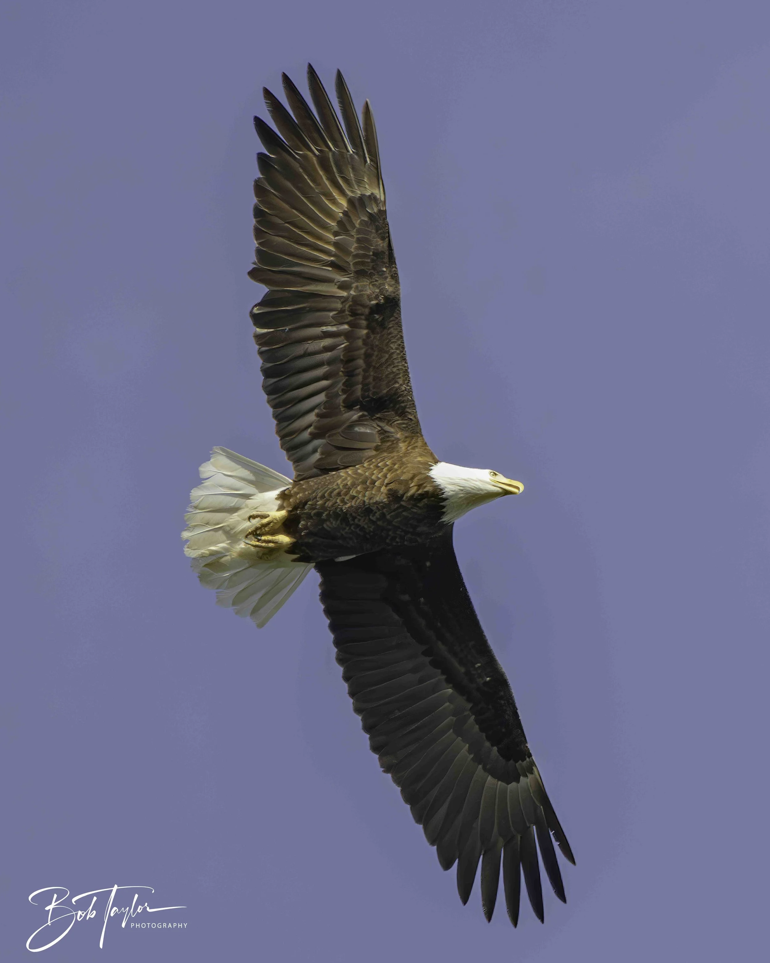 2-Table Lake Eagles 4x5 Print--12-topaz-web.jpeg