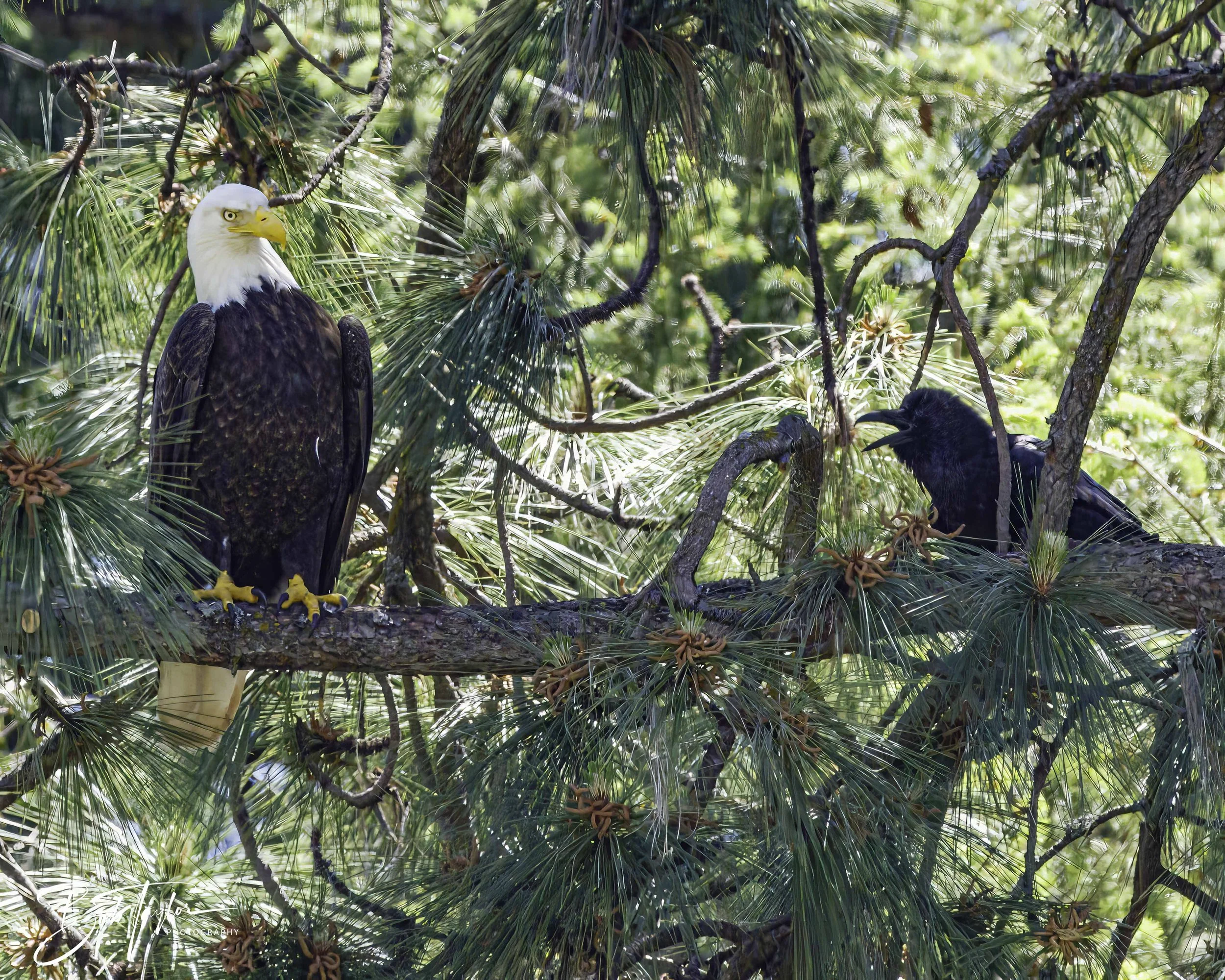 Grass Valley Eagle 4x5 Web-.jpg