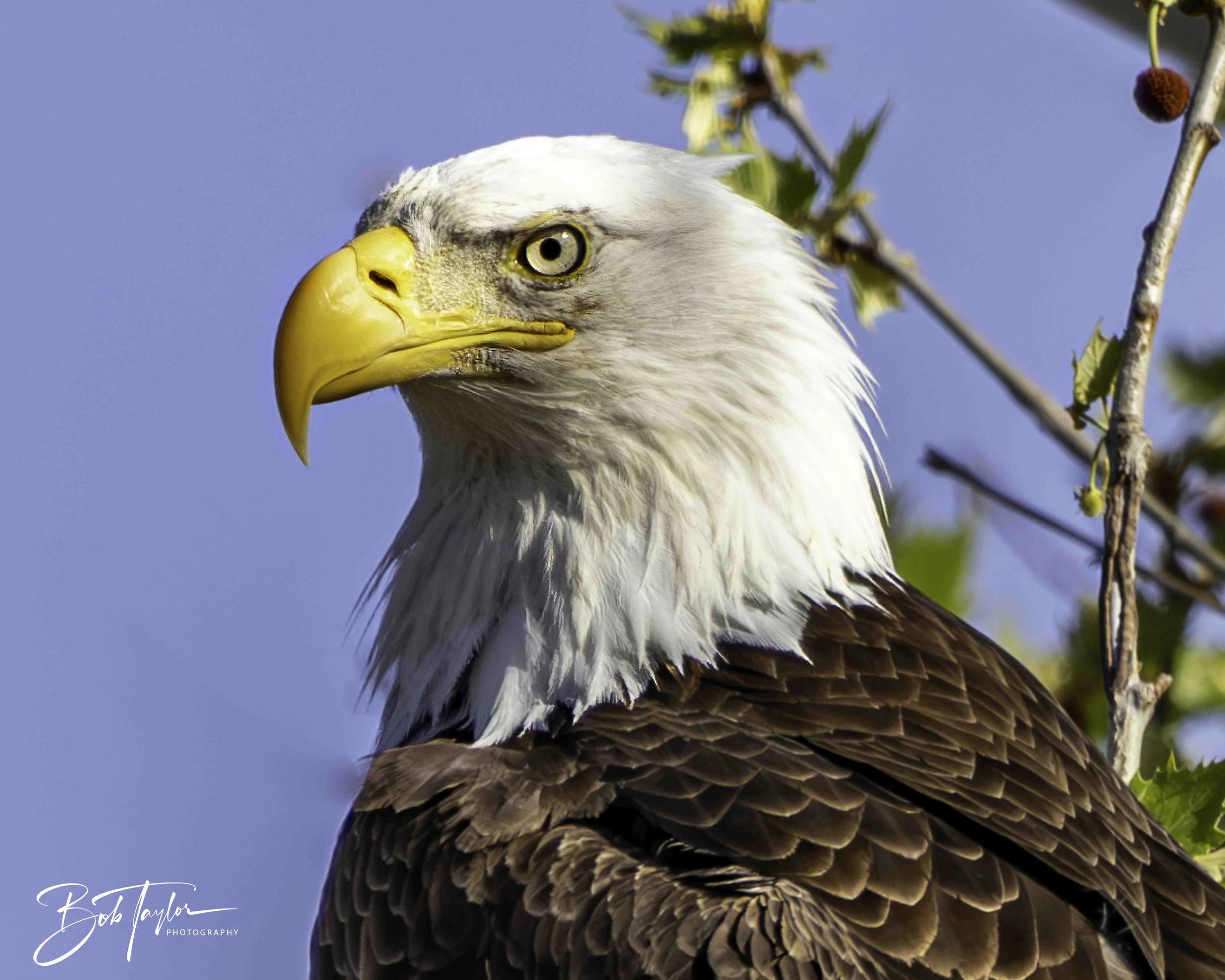 2-Table Lake Eagles 4x5 Print--6-topaz-web.jpeg