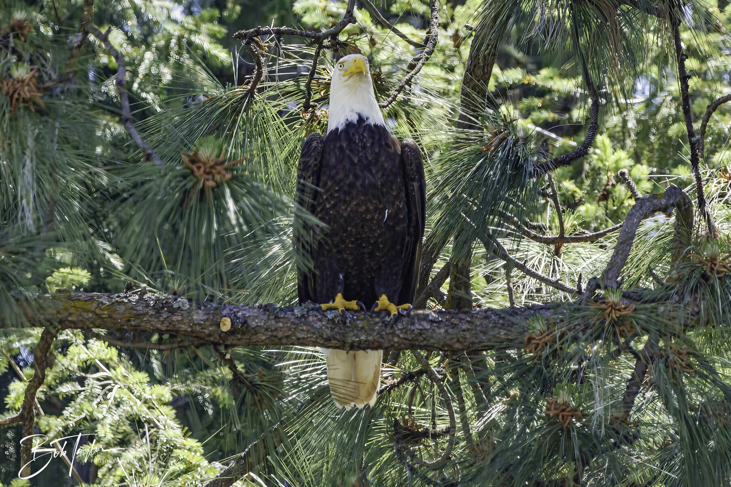 Grass Valley Eagle 4x5 Web--3.jpg