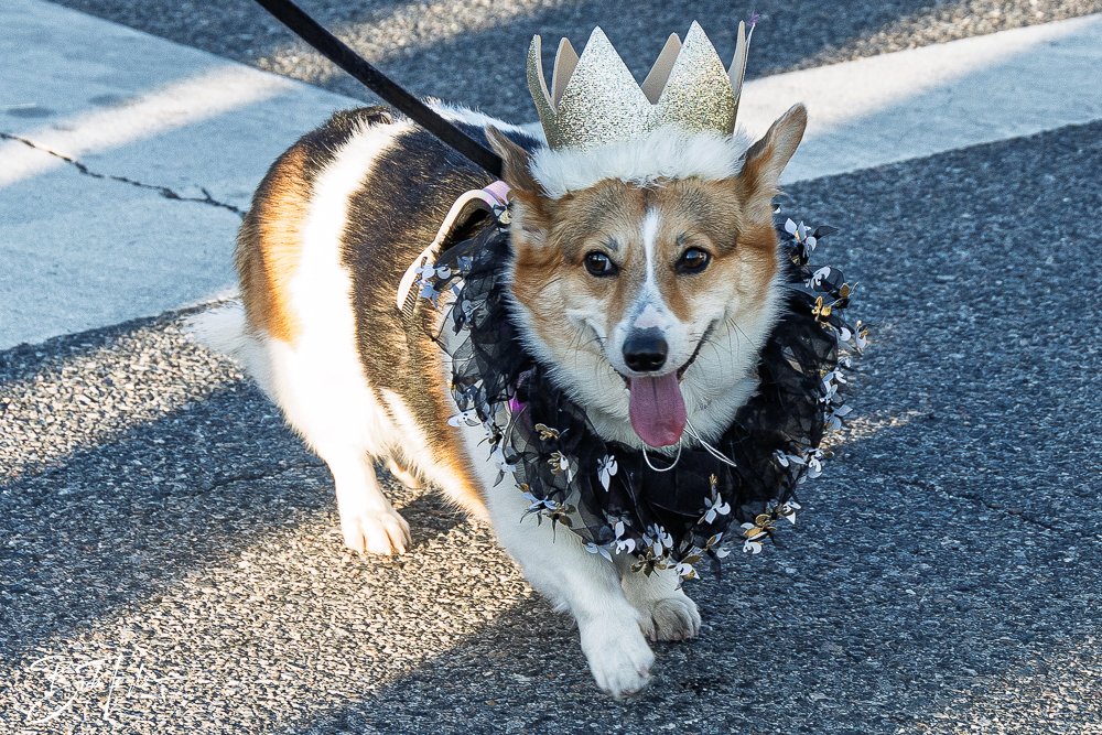 20260206-Mardi Gras Kids -34.jpg