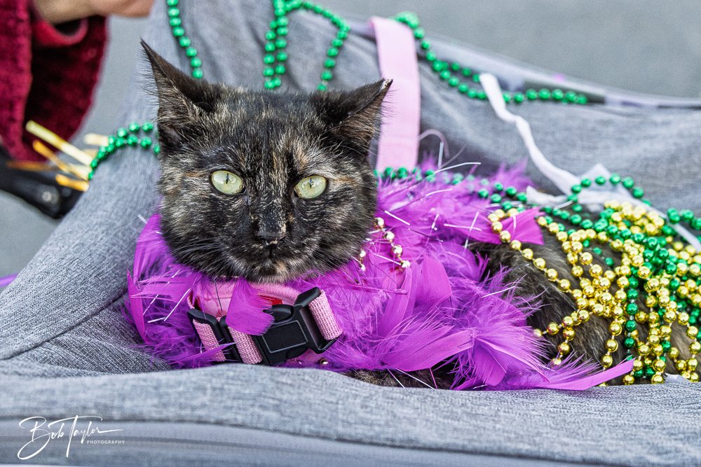 20260206-Mardi Gras Kids -40.jpg