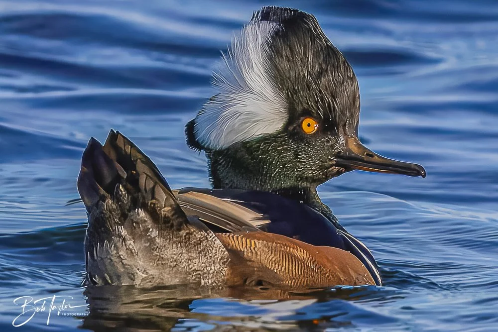 20231127-SASP -1145.jpg