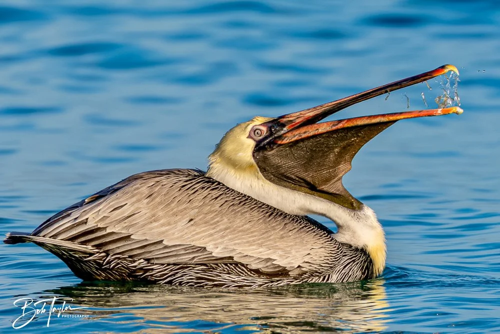 20250129-SASP -1783.jpg