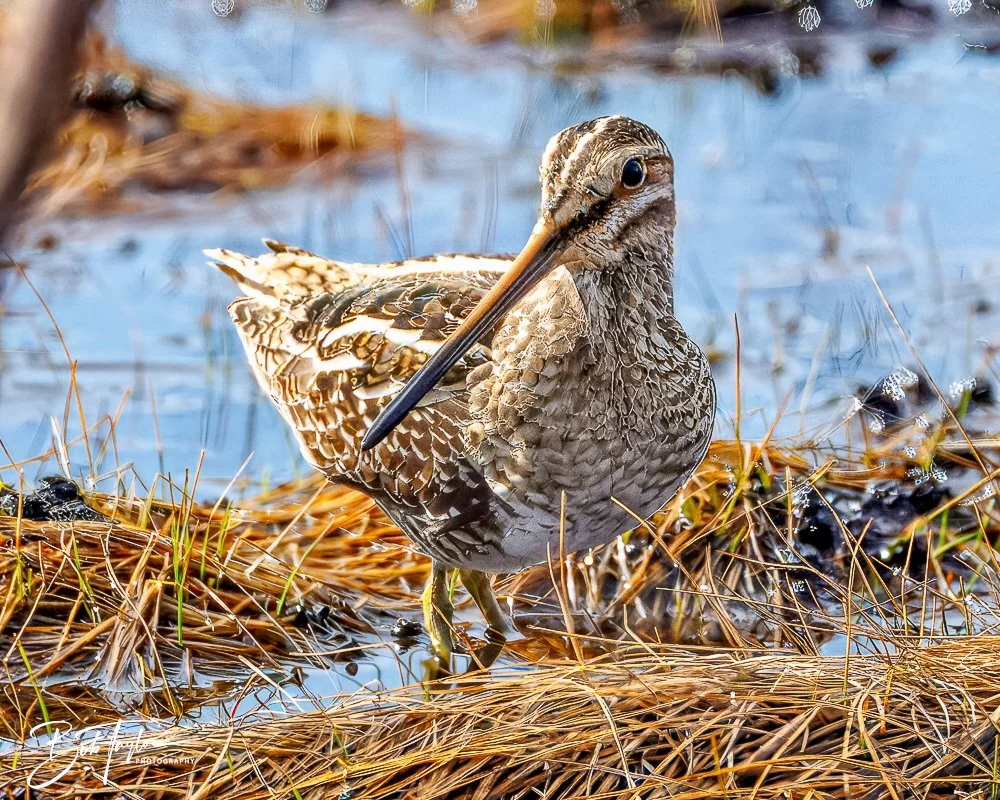 20250130-SASP -1822.jpg