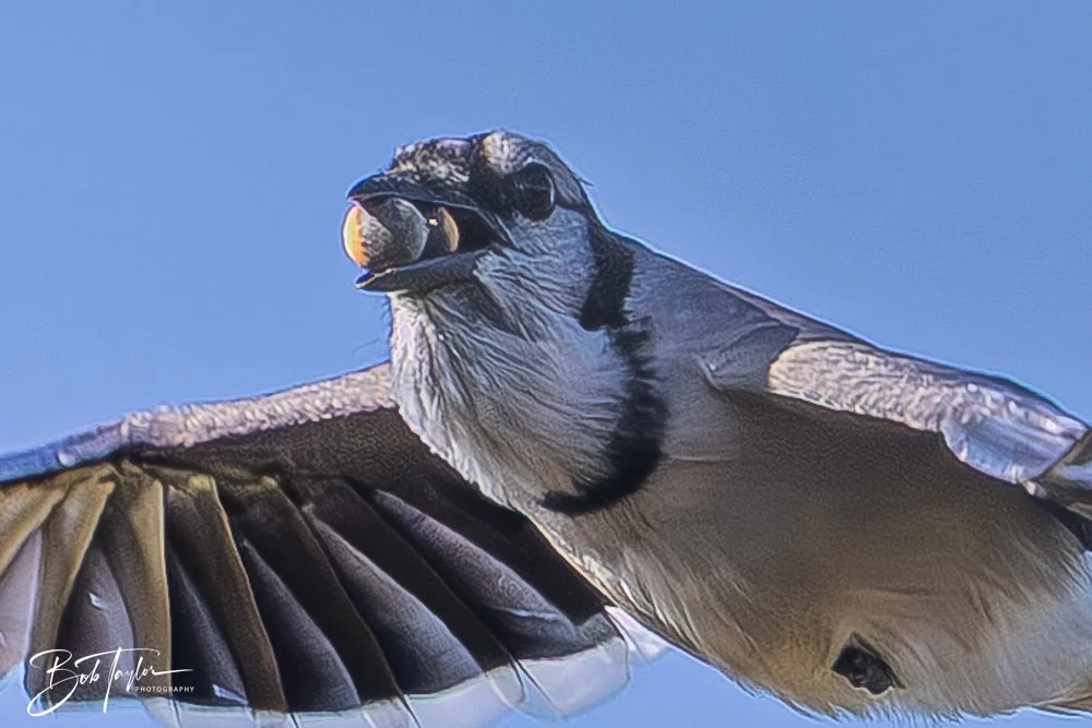 20251008-SASP -2181.jpg