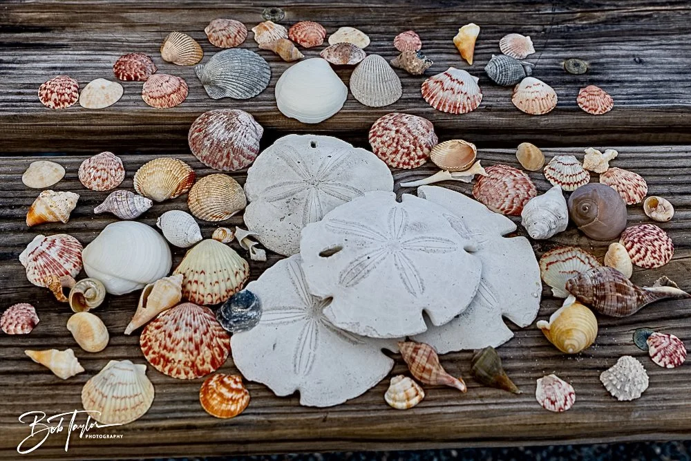 20250204-SASP -2087.jpg