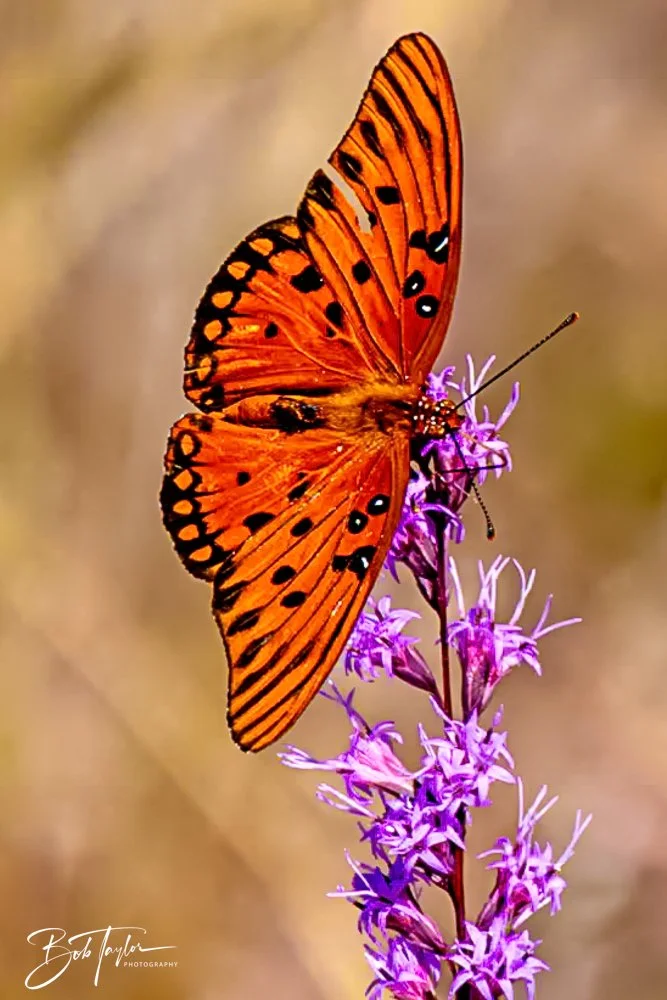 20231019-SASP -1002.jpg