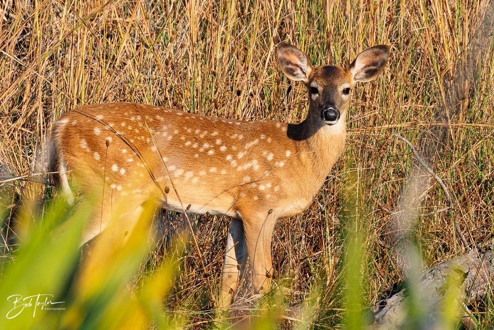 20251118-SASP Final -57.jpg