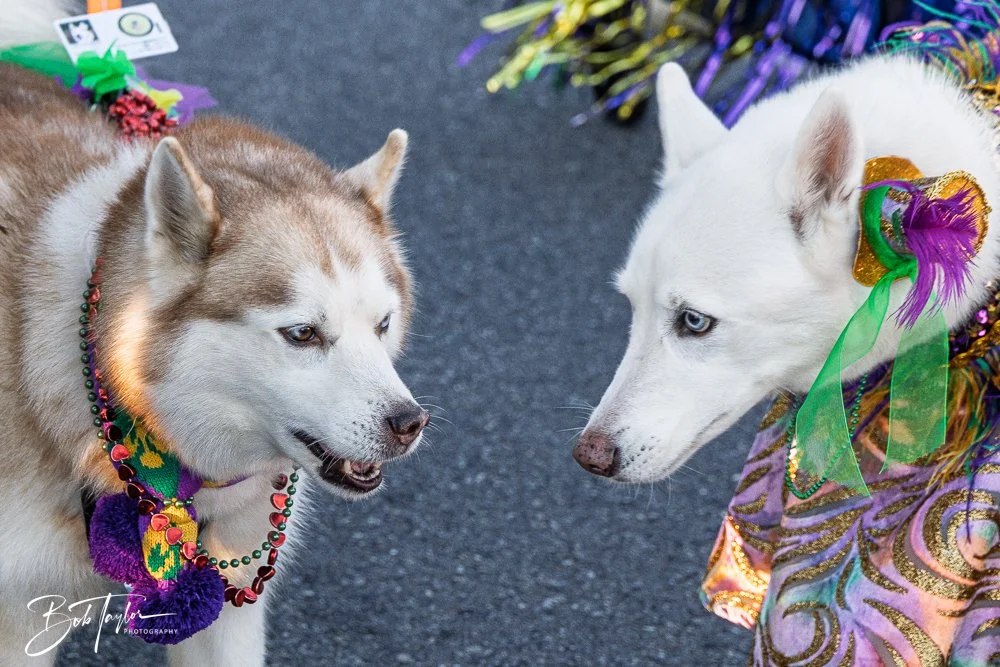 20260206-Mardi Gras Kids -38.jpg