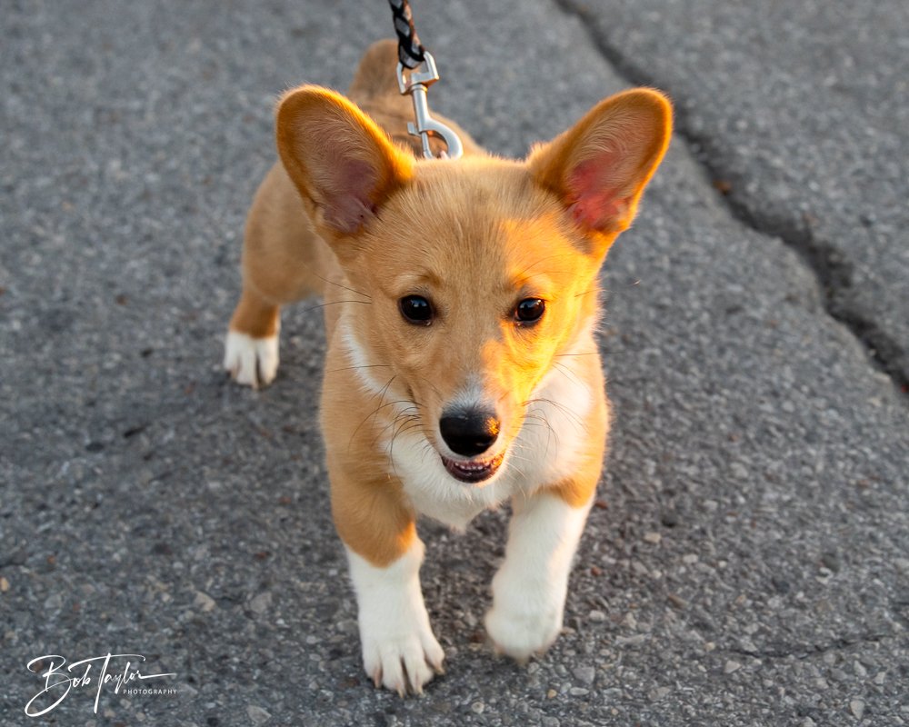 20260206-Mardi Gras Kids -98.jpg