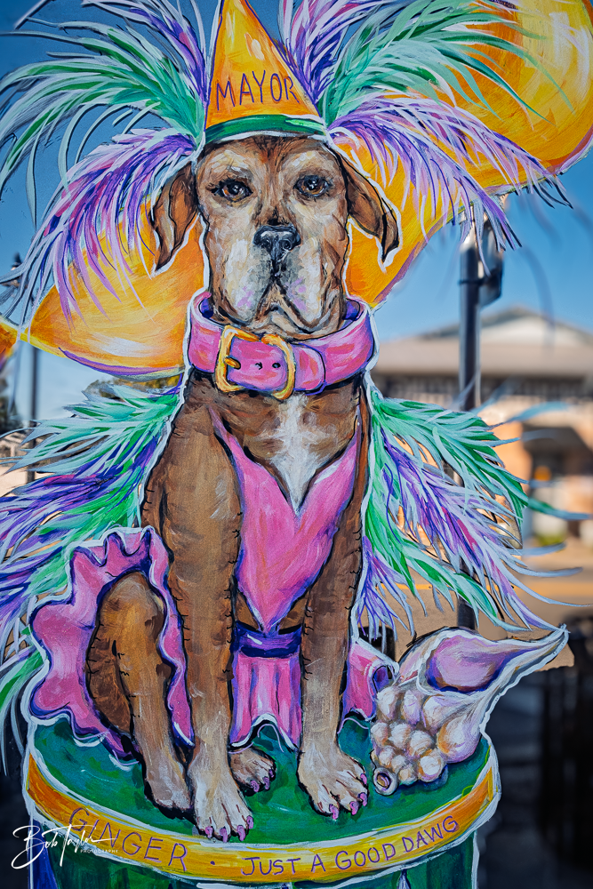 20260115-Mardi Gras Windows -97.png