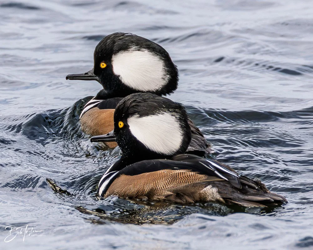 20251116-SASP One Day -61.jpg