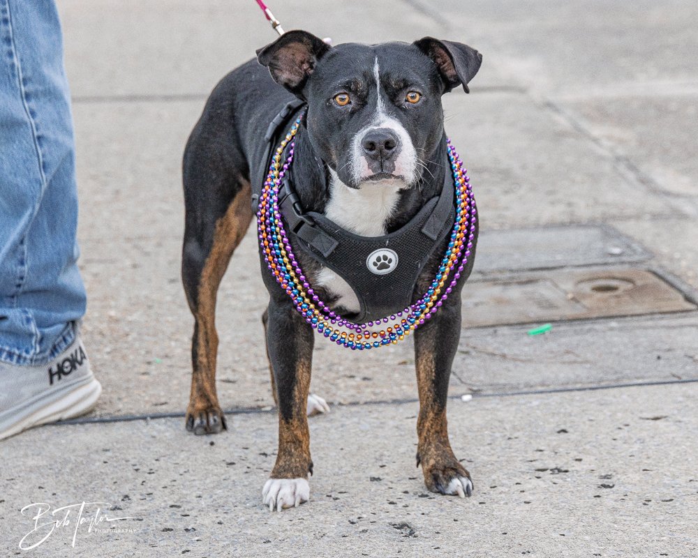 20260206-Mardi Gras Kids -86.jpg