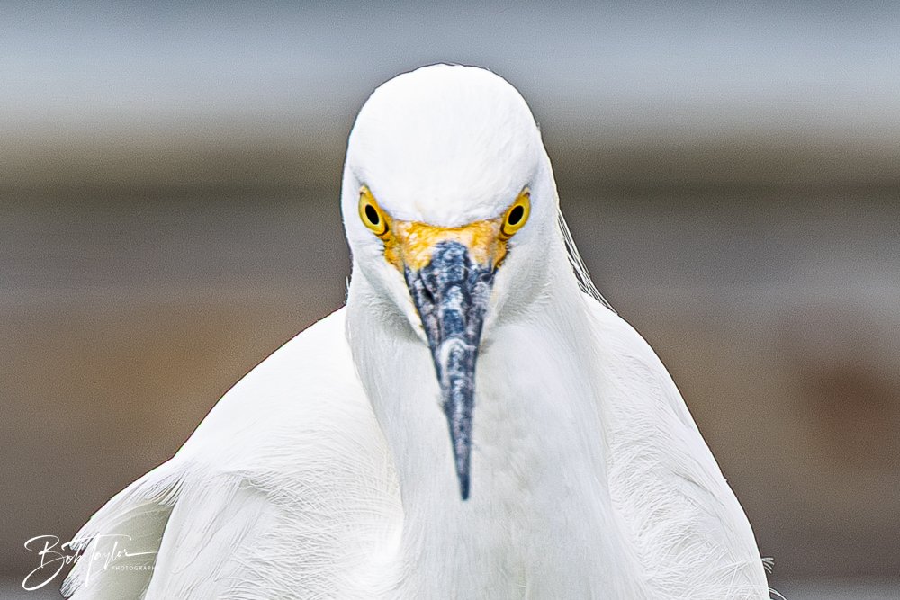 20260214-SASP -29.jpg