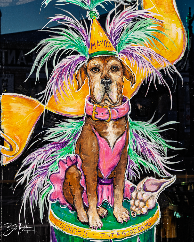20260115-Mardi Gras Windows -13.png