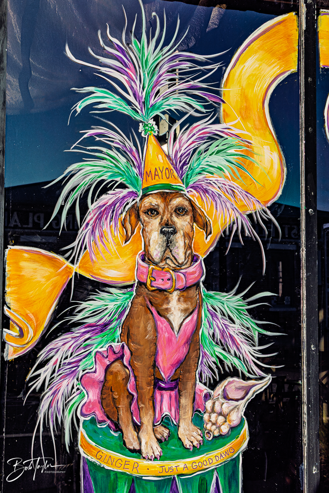 20260115-Mardi Gras Windows -27.png