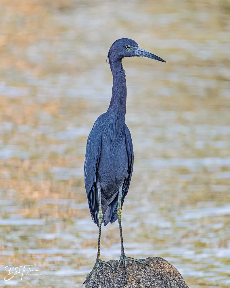 20251115-SASP Final -7.jpg