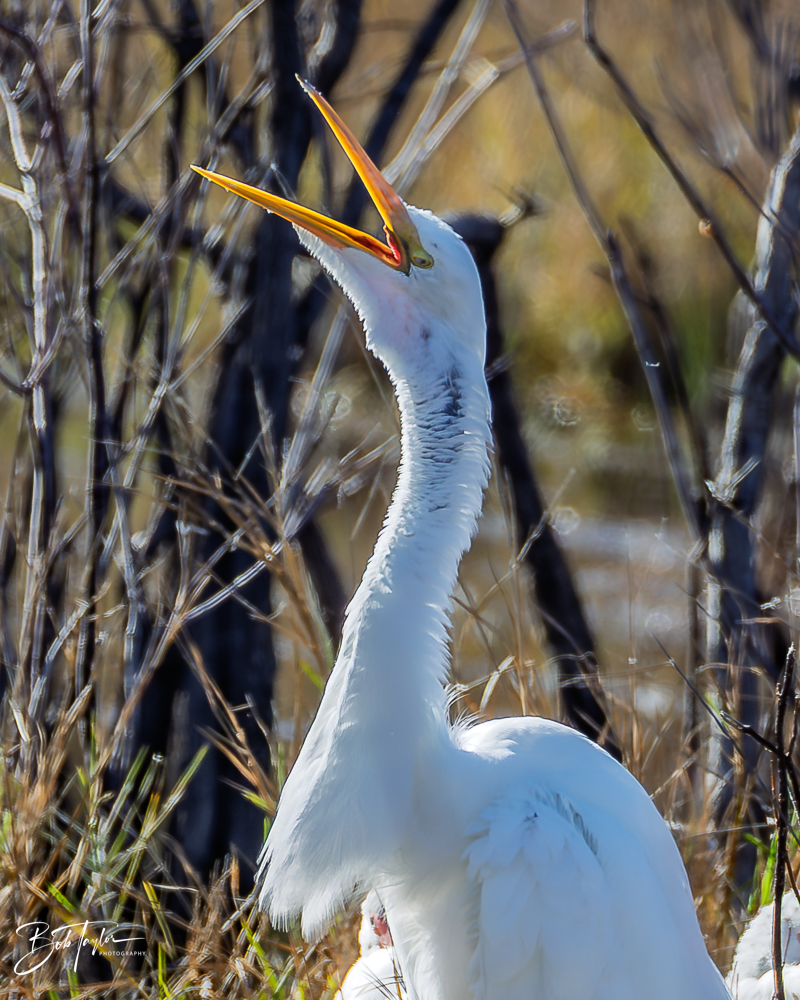 20260101-SASP -5.png