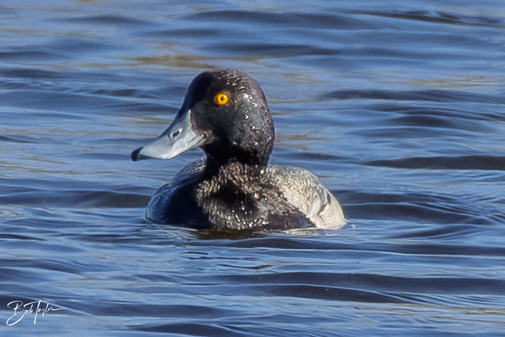 20260101-SASP -12.png