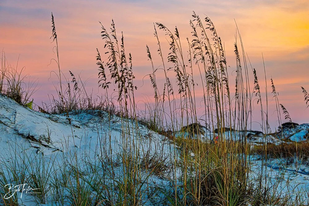 20251119-SASP Sunset -19.jpg