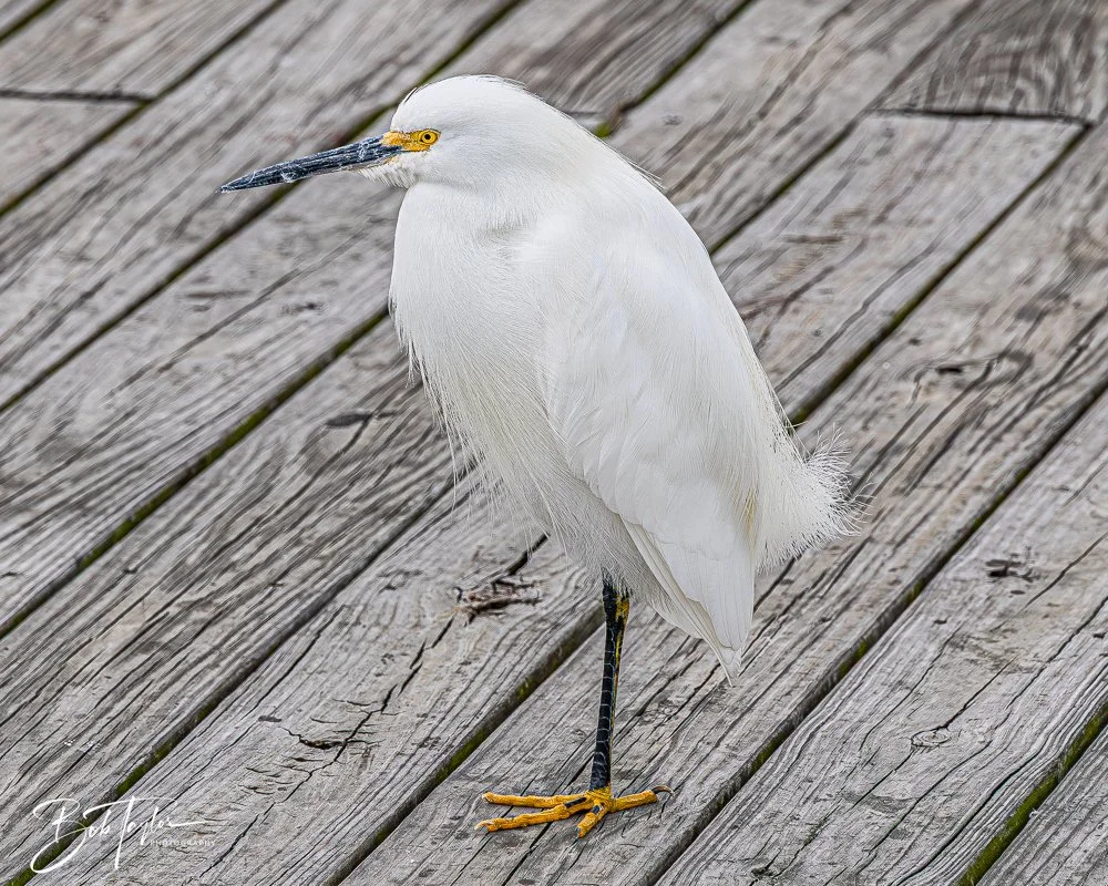 20260214-SASP -28.jpg