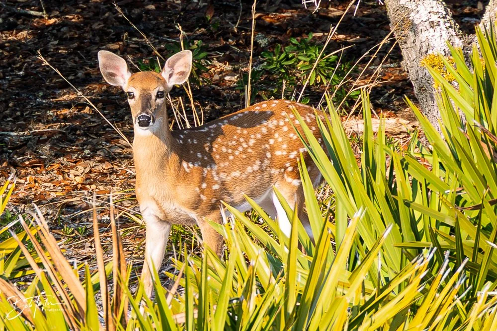 20251118-SASP Final -56.jpg