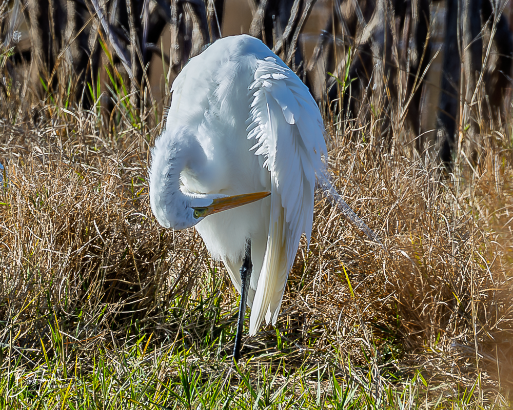 20260101-SASP -6.png