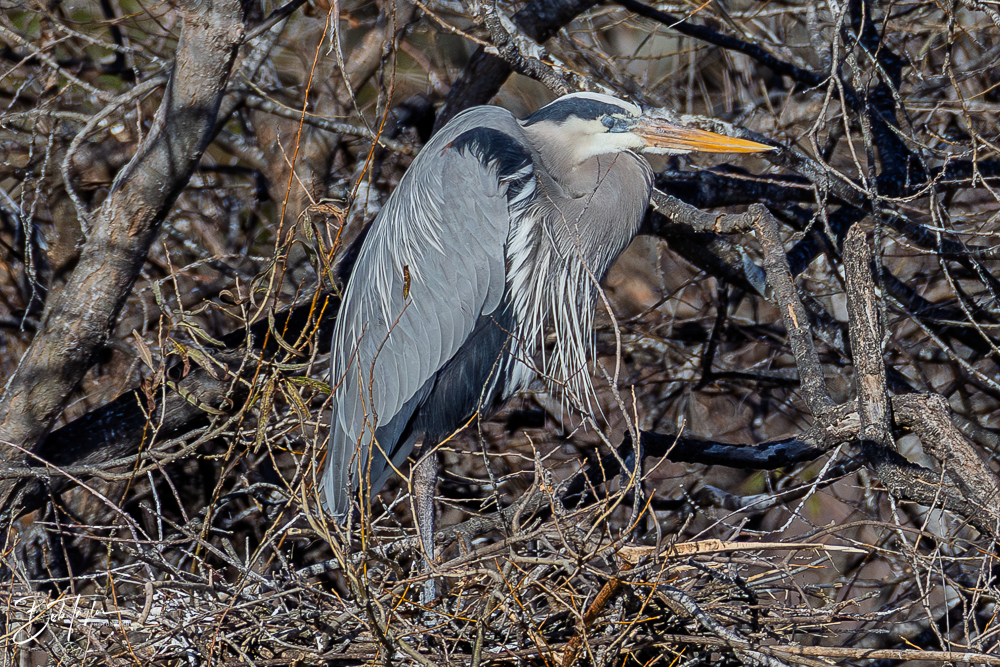 20260101-SASP -18.png