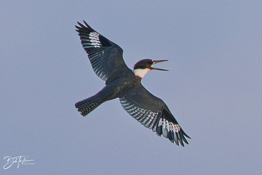 20251117-SASP Final -38.jpg