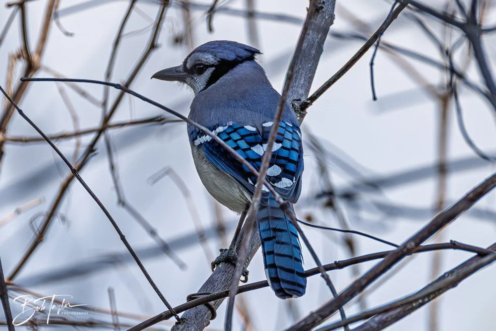 20260212-SASP -19.jpg