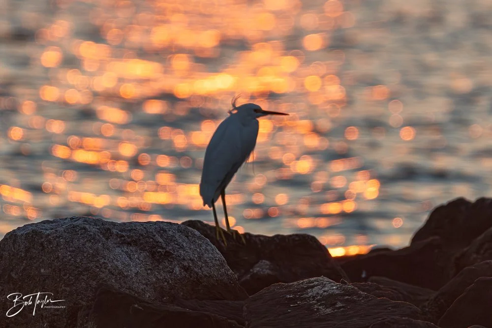 20251117-SASP Sunrise -3.jpg