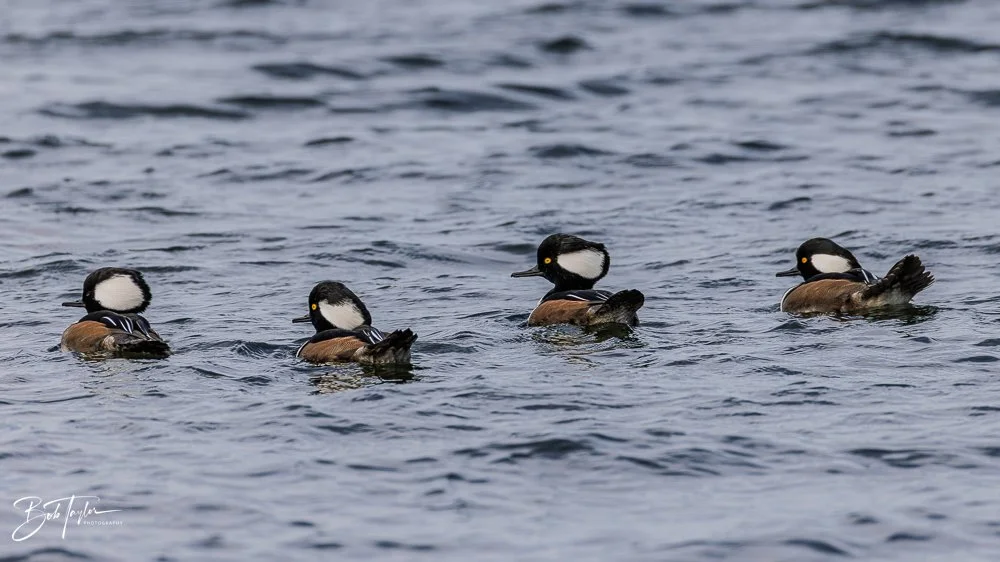 20251116-SASP One Day -63.jpg