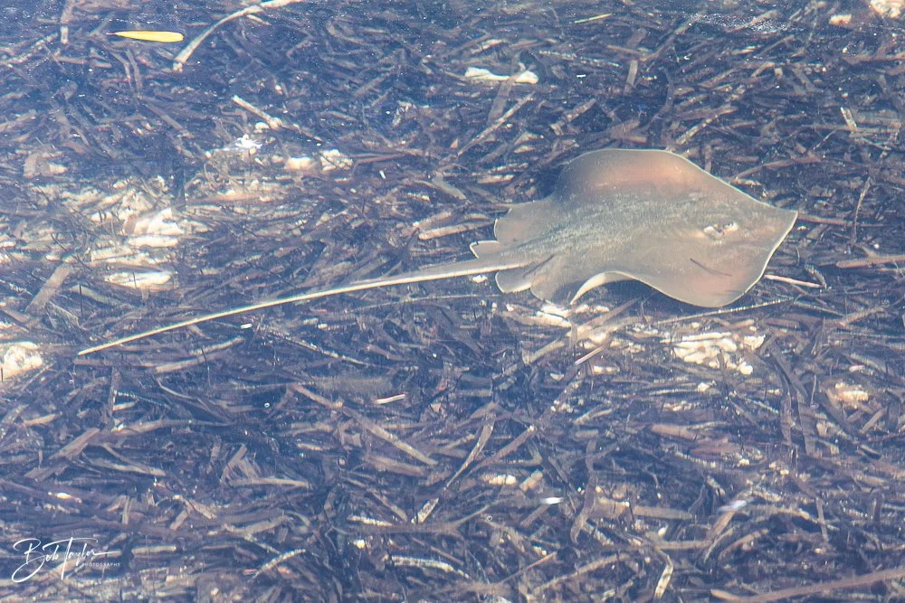 20251119-SASP Ray -1.jpg