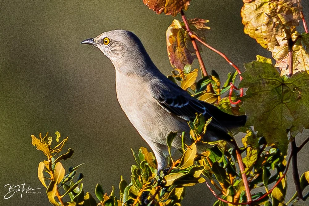 20251115-SASP Final -22.jpg