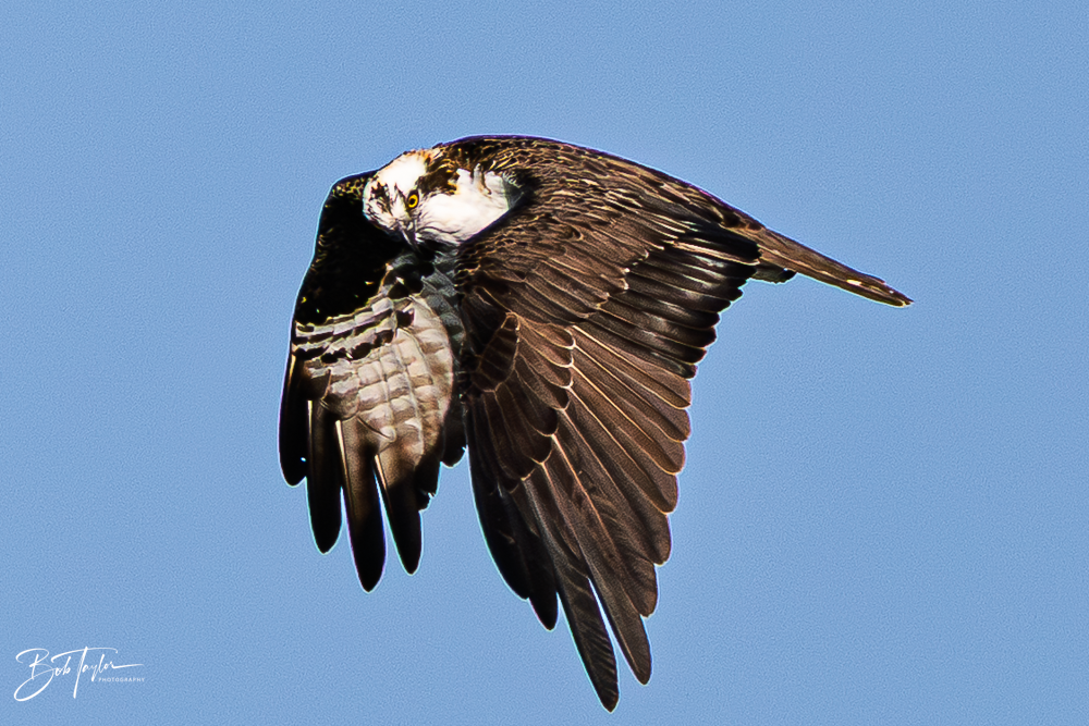 20260101-SASP -25.png