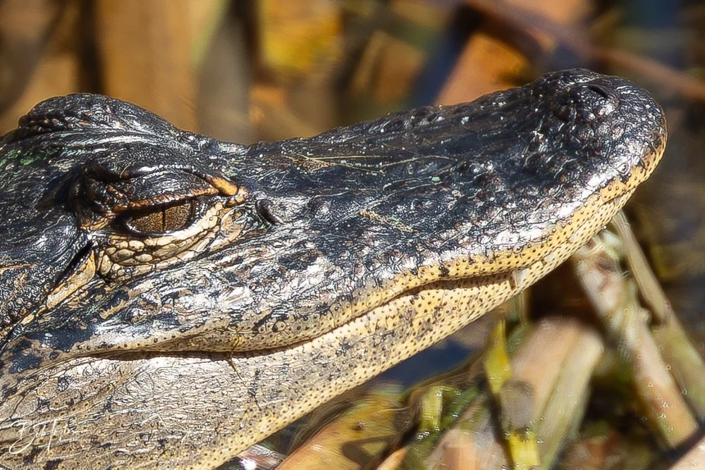 20251116-SASP One Day -44.jpg