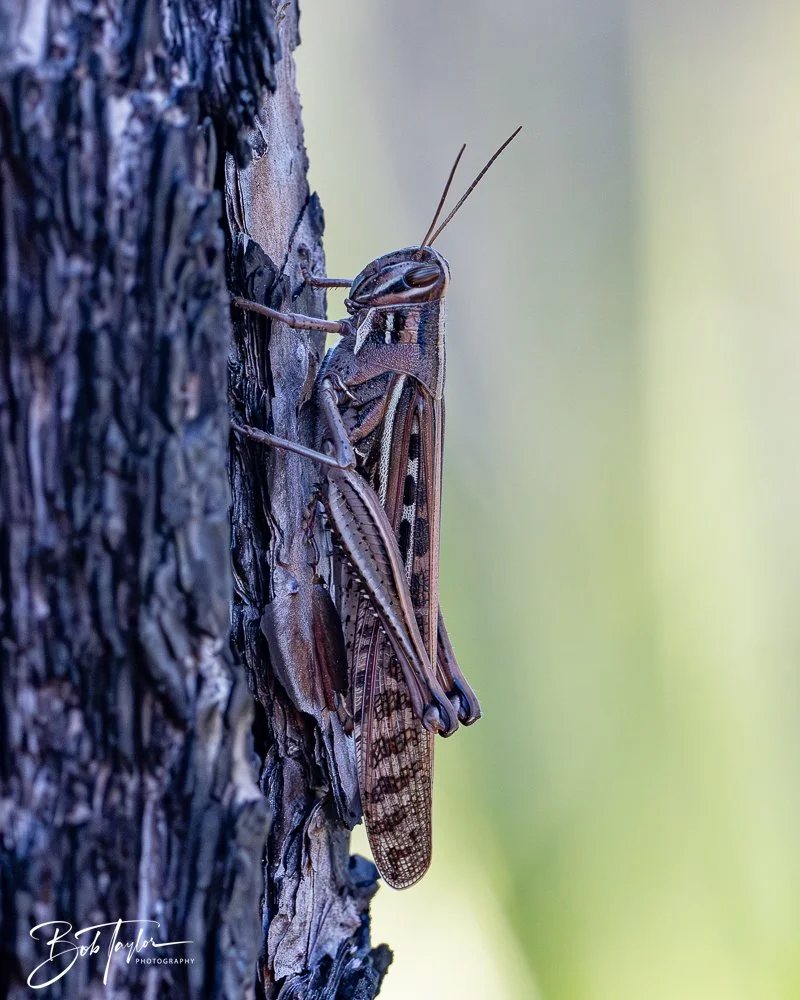 20260212-SASP -17.jpg